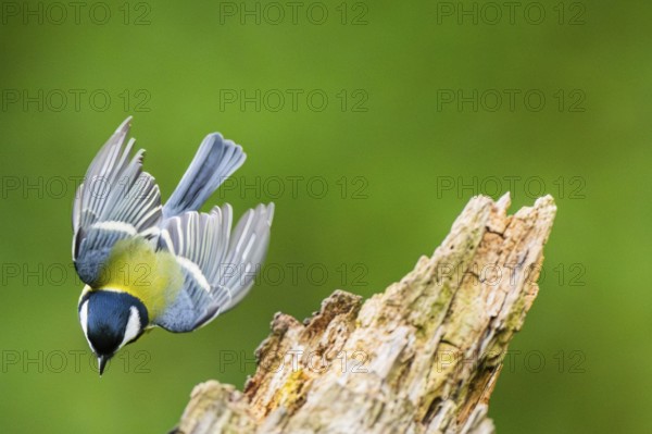 Great tit (Parus major) flying from an old wrotten tree trunk at a swamp, Bavaria, Germany