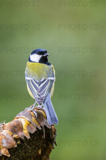 Great tit (Parus major) sitting on an old sunflower blossom with seeds inside, Bavaria, Germany