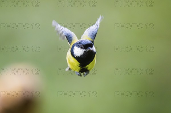 Great tit (Parus major), flying, Bavaria, Germany