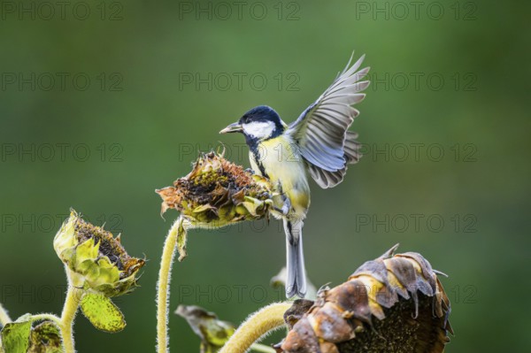 Great tit (Parus major) landing on an old sunflower blossom with seeds inside, Bavaria, Germany