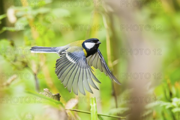 Great tit (Parus major) flying in the bushes at a swamp, Bavaria, Germany