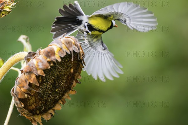 Great tit (Parus major) flying from an old sunflower blossom with seeds inside, Bavaria, Germany