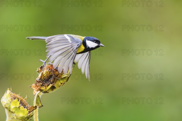 Great tit (Parus major) flying from on an old wrotten tree trunk at a swamp, Bavaria, Germany