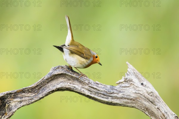 European robin (Erithacus rubecula) sitting on an old wooden branch, Bavaria, Germany