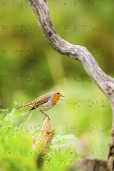 European robin (Erithacus rubecula) sitting on an old wooden branch, Bavaria, Germany