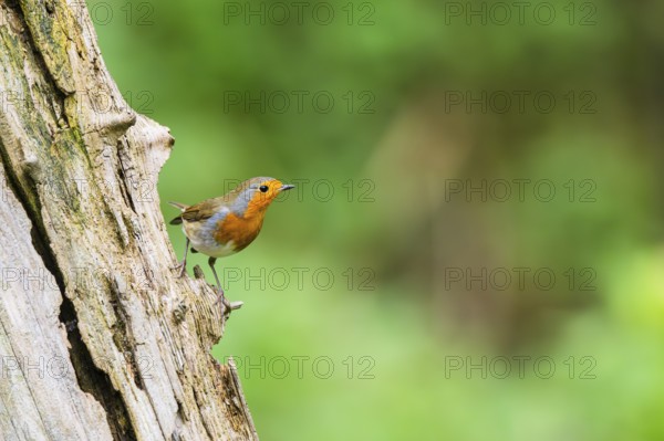 European robin (Erithacus rubecula) sitting on an old wrotten tree trunk, Bavaria, Germany