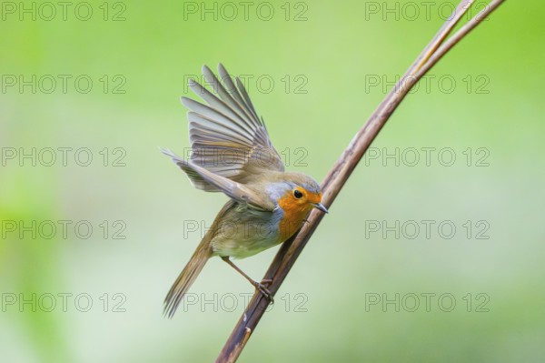 European robin (Erithacus rubecula) sitting on a reed, Bavaria, Germany