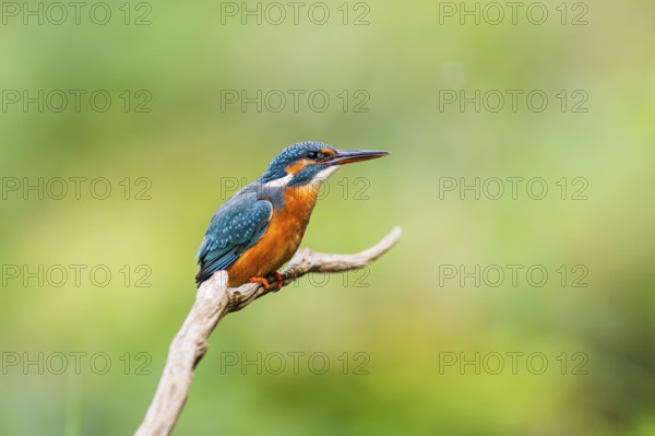 Common kingfisher (Alcedo atthis) sitting on an old wooden branch in late summer, wildife, Bavaria, Germany