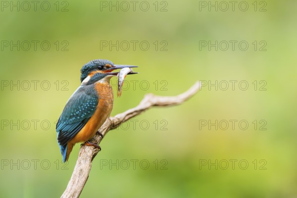 Common kingfisher (Alcedo atthis) sitting on an old wooden branch eating his fresh cought fish in late summer, wildife, Bavaria, Germany