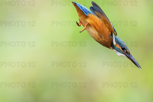 Common kingfisher (Alcedo atthis) flying into the water hunting for fish in late summer, wildife, Bavaria, Germany