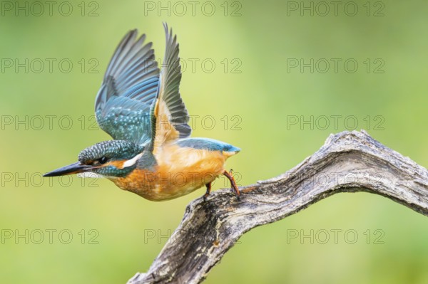 Common kingfisher (Alcedo atthis) flying away from an old wooden branch in late summer, wildife, Bavaria, Germany