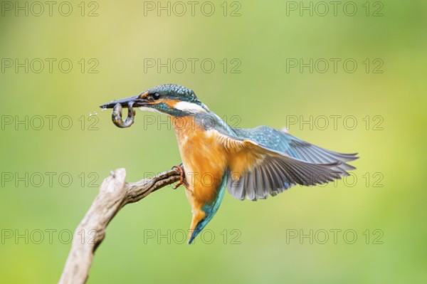 Common kingfisher (Alcedo atthis) landing on an old wooden branch with a fresh cought fish in his beak in late summer, wildife, Bavaria, Germany