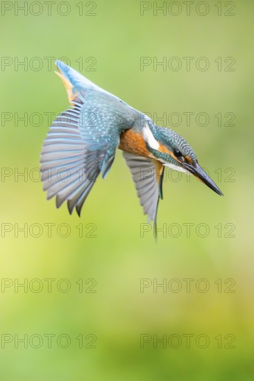 Common kingfisher (Alcedo atthis) flying into the water hunting for fish in late summer, wildife, Bavaria, Germany