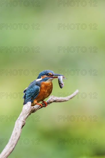 Common kingfisher (Alcedo atthis) sitting on an old wooden branch eating his fresh cought fish in late summer, wildife, Bavaria, Germany