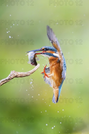 Common kingfisher (Alcedo atthis) landing on an old wooden branch with a fresh cought fish in his beak in late summer, wildife, Bavaria, Germany