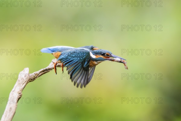 Common kingfisher (Alcedo atthis) flying away from an old wooden branch with a fish in his beak in late summer, wildife, Bavaria, Germany
