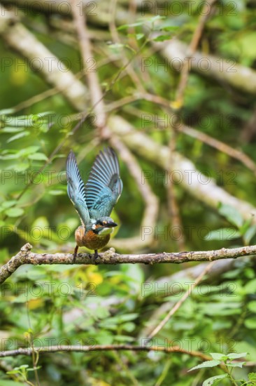 Common kingfisher (Alcedo atthis) flying away from an old wooden branch in late summer, wildife, Bavaria, Germany