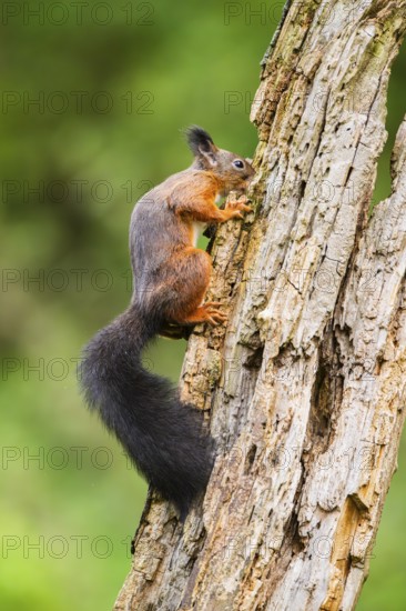 Red squirrel (Sciurus vulgaris) climbing up an old wrotten tree trunk in a forest, Bavaria, Gernany