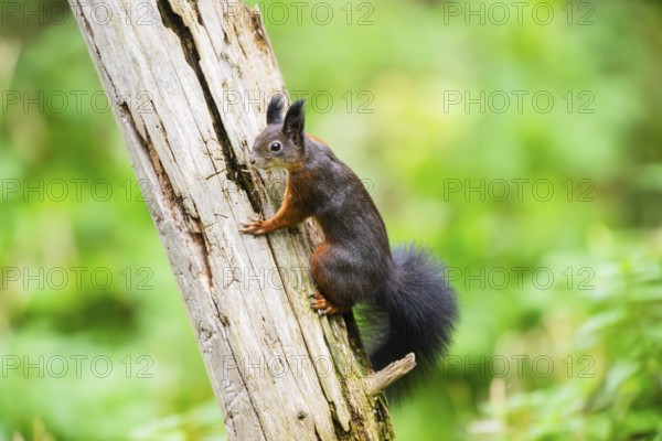 Red squirrel (Sciurus vulgaris) climbing up an old wrotten tree trunk in a forest, Bavaria, Gernany