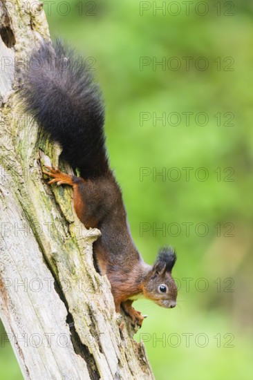 Red squirrel (Sciurus vulgaris) hanging on an old wrotten tree trunk in a forest, Bavaria, Gernany