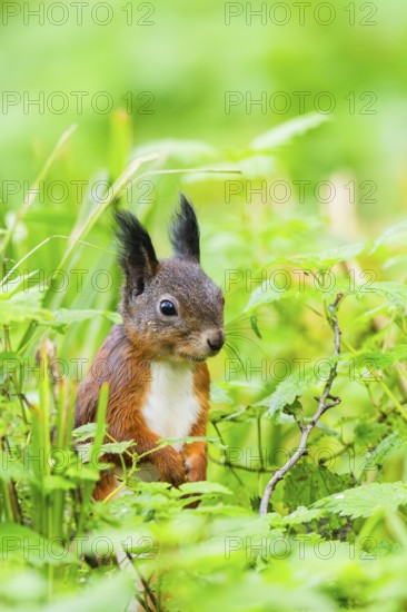 Red squirrel (Sciurus vulgaris) sitting in the grass, Bavaria, Gernany