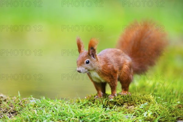 Red squirrel (Sciurus vulgaris) sitting beside a little lake, Bavaria, Gernany