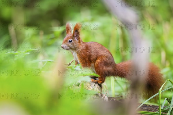 Red squirrel (Sciurus vulgaris) sitting on wood in a forest, Bavaria, Gernany