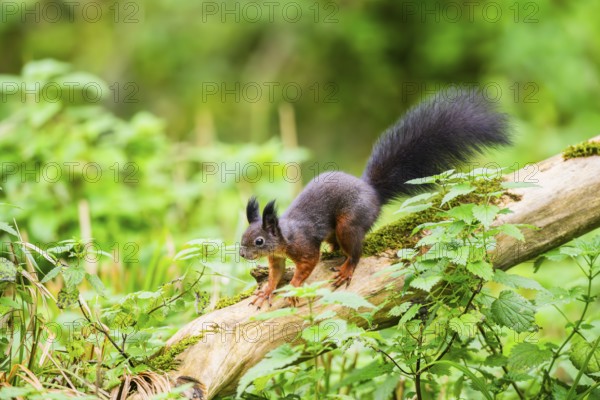 Red squirrel (Sciurus vulgaris) running on an old wrotten tree trunk in a forest, Bavaria, Gernany