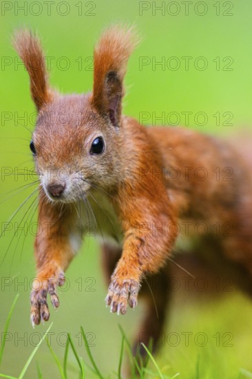 Red squirrel (Sciurus vulgaris) running in the grass, Bavaria, Gernany