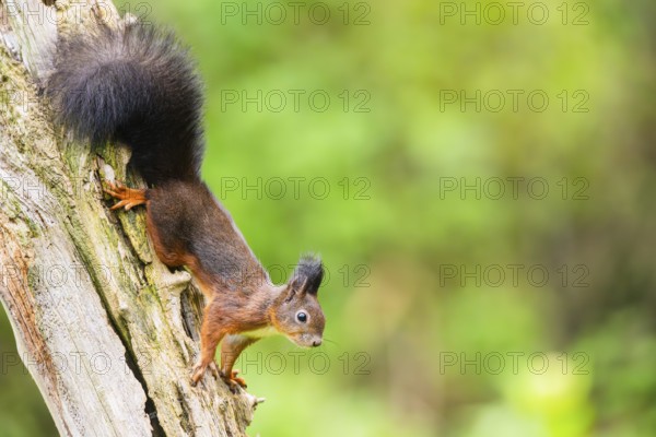 Red squirrel (Sciurus vulgaris) hanging on an old wrotten tree trunk in a forest, Bavaria, Gernany
