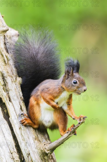 Red squirrel (Sciurus vulgaris) sitting on an old wrotten tree trunk in a forest, Bavaria, Gernany