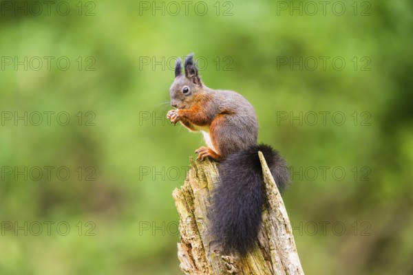 Red squirrel (Sciurus vulgaris) sitting on an old wrotten tree trunk in a forest, Bavaria, Gernany