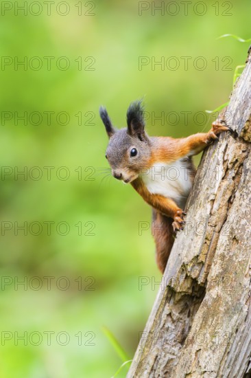 Red squirrel (Sciurus vulgaris) climbing up an old wrotten tree trunk in a forest, Bavaria, Gernany