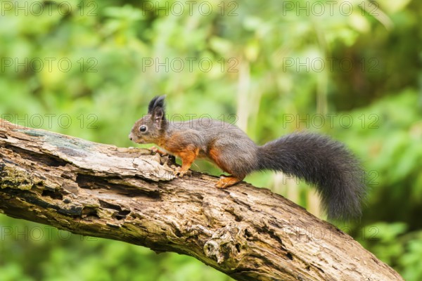 Red squirrel (Sciurus vulgaris) running on an old wrotten tree trunk in a forest, Bavaria, Gernany