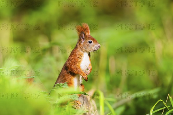 Red squirrel (Sciurus vulgaris) standing on wood in a forest, Bavaria, Gernany
