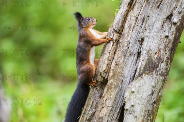 Red squirrel (Sciurus vulgaris) climbing up an old wrotten tree trunk in a forest, Bavaria, Gernany