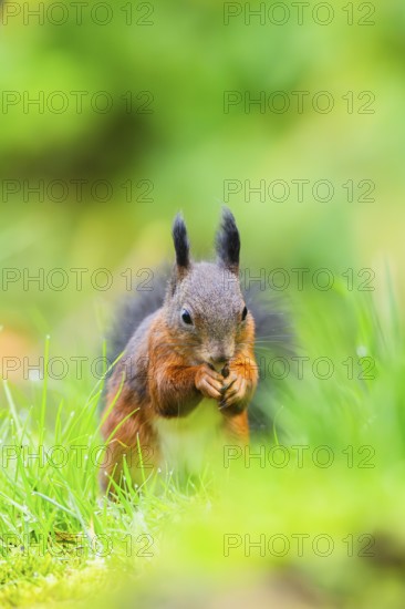 Red squirrel (Sciurus vulgaris) sitting in the grass, Bavaria, Gernany