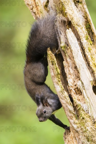 Red squirrel (Sciurus vulgaris) hanging on an old wrotten tree trunk in a forest, Bavaria, Gernany