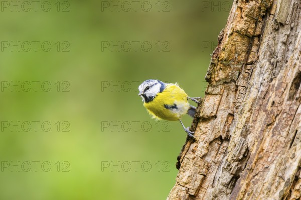 Eurasian blue tit (Cyanistes caeruleus) sitting on an old wrotten tree trunk at a swamp, Bavaria, Germany