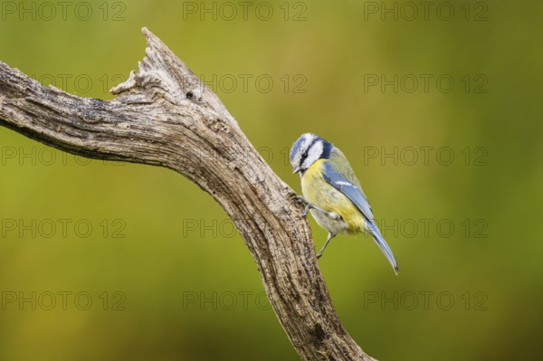 Eurasian blue tit (Cyanistes caeruleus) sitting on an old wood at a swamp, Bavaria, Germany