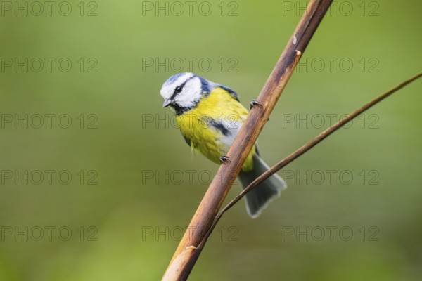 Eurasian blue tit (Cyanistes caeruleus) sitting on stem of a reed at a swamp, Bavaria, Germany