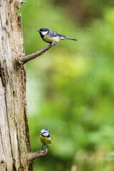 Eurasian blue tit (Cyanistes caeruleus) and Great tit (Parus major) sitting on a branch an old wrotten tree trunk at a swamp, Bavaria, Germany