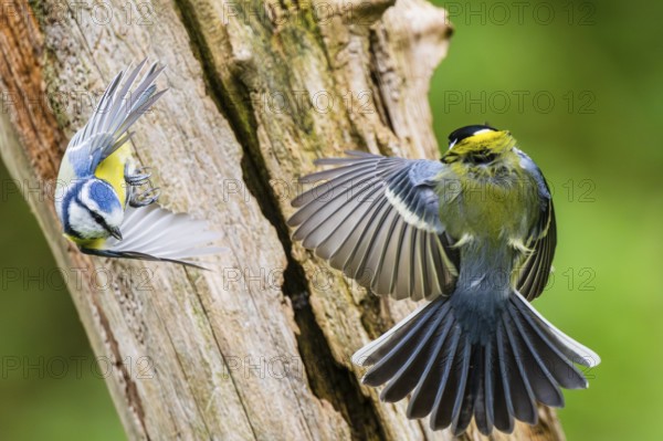 Eurasian blue tit (Cyanistes caeruleus) flying from an old wrotten tree trunk arguing with a Great tit (Parus major) at a swamp, Bavaria, Germany
