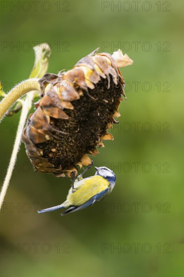 Eurasian blue tit (Cyanistes caeruleus) sitting on an old sunflower blossom with seeds inside, Bavaria, Germany