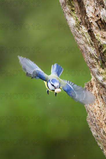 Eurasian blue tit (Cyanistes caeruleus) flying from on an old wrotten tree trunk at a swamp, Bavaria, Germany