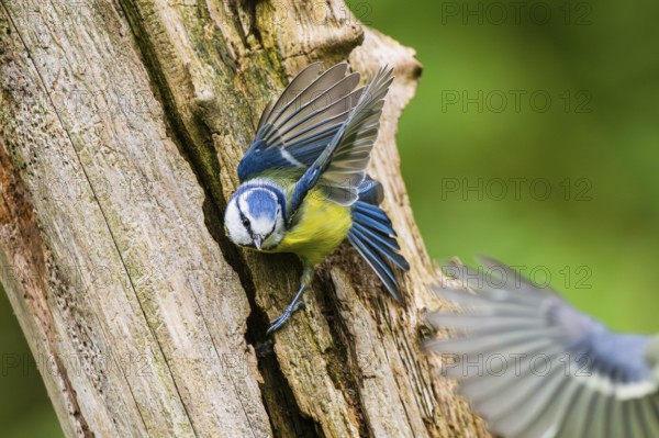 Eurasian blue tit (Cyanistes caeruleus) flying from an old wrotten tree trunk at a swamp, Bavaria, Germany