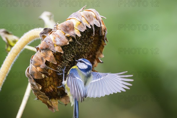 Eurasian blue tit (Cyanistes caeruleus) landing on an old sunflower blossom with seeds inside, Bavaria, Germany