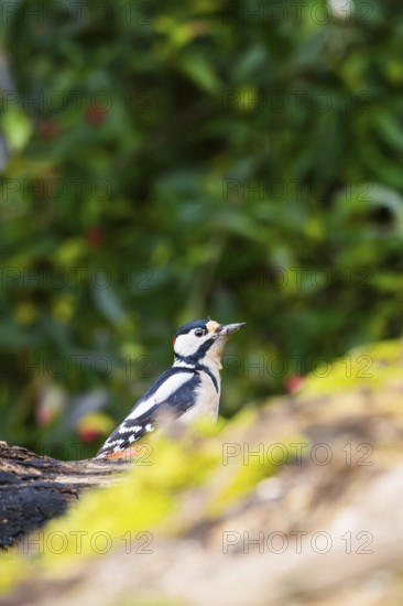 Great spotted woodpecker (Dendrocopos major) sitting on an old wrotten tree trunk in late summer, Bavaria, Germany