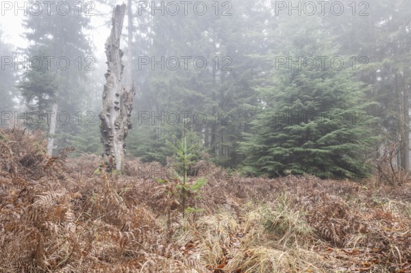 Forest landscape in fog, Emsland, Lower Saxony, Germany