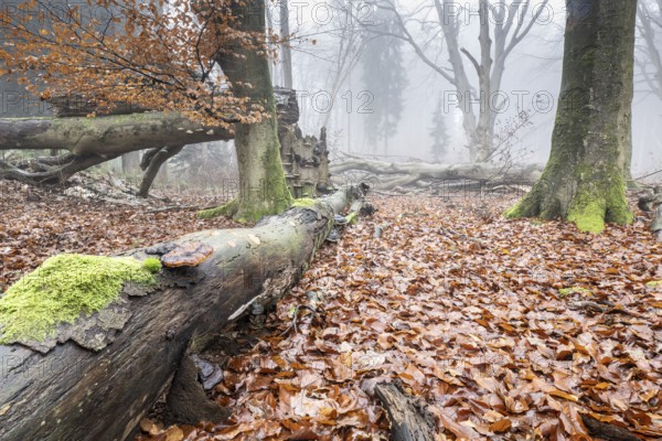 Old beech forest (Fagus sylvatica) in the fog, Emsland, Lower Saxony, Germany